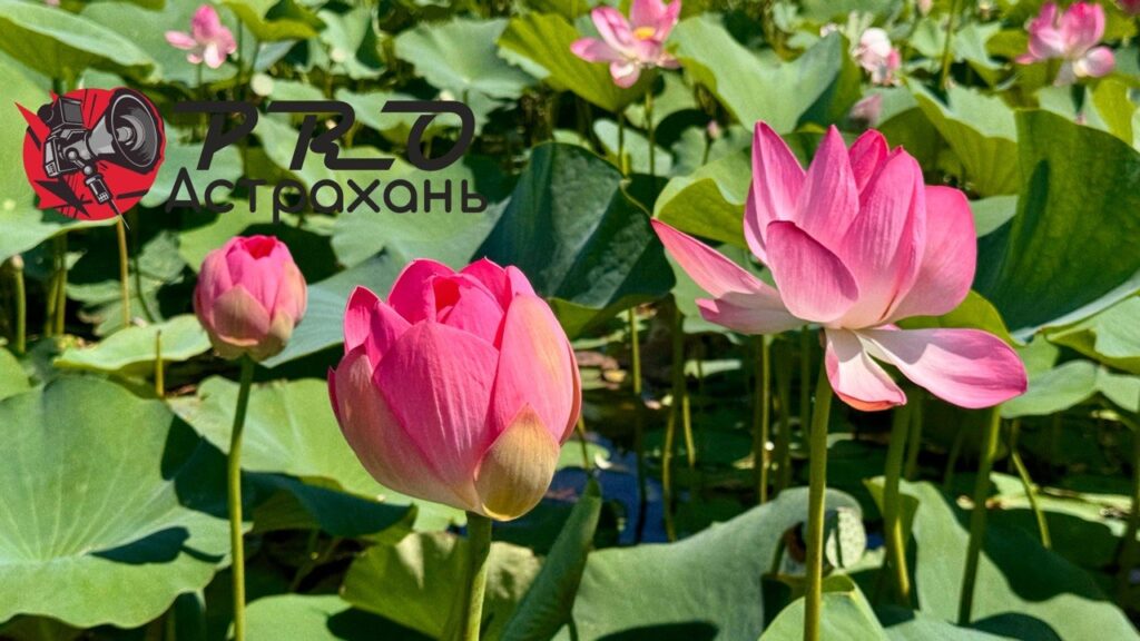 Стало известно, какая погода ждёт астраханцев на новой неделе