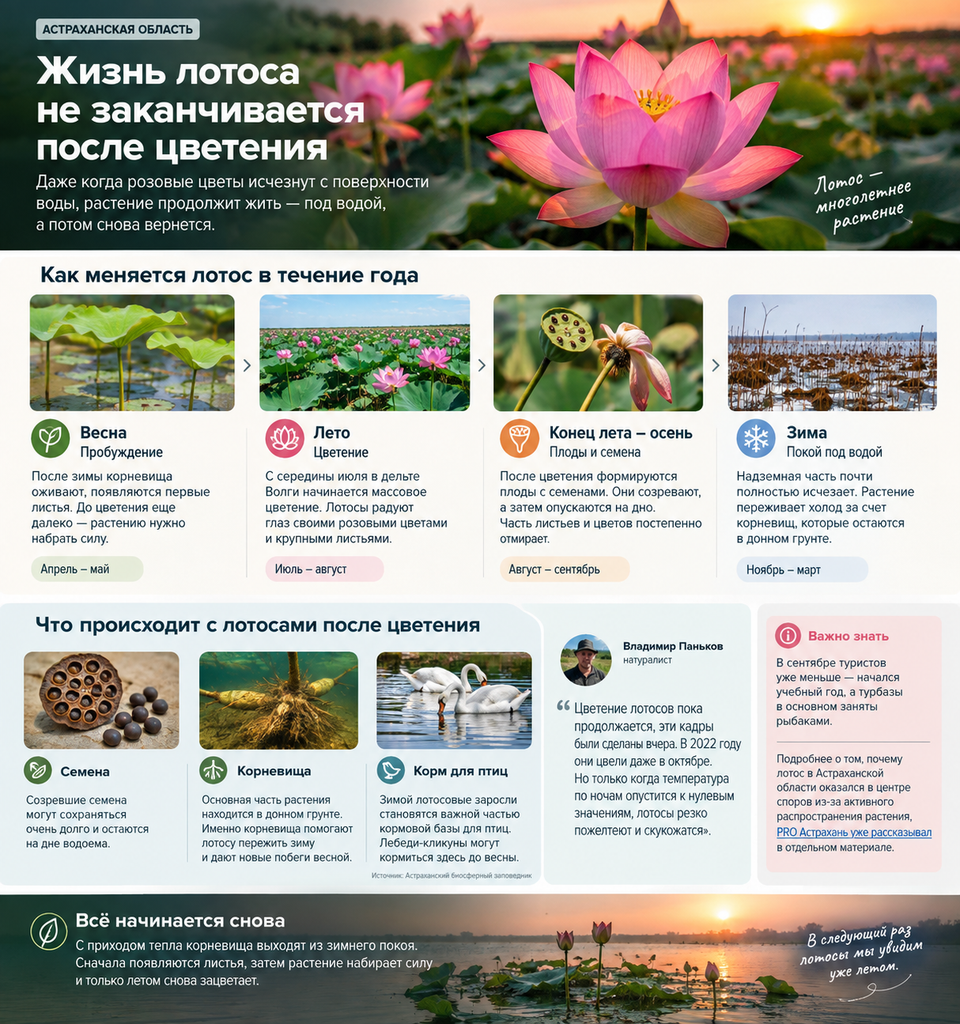 Лотосы не прощаются с Астраханью: что ждет цветы после окончания сезона — фото 4