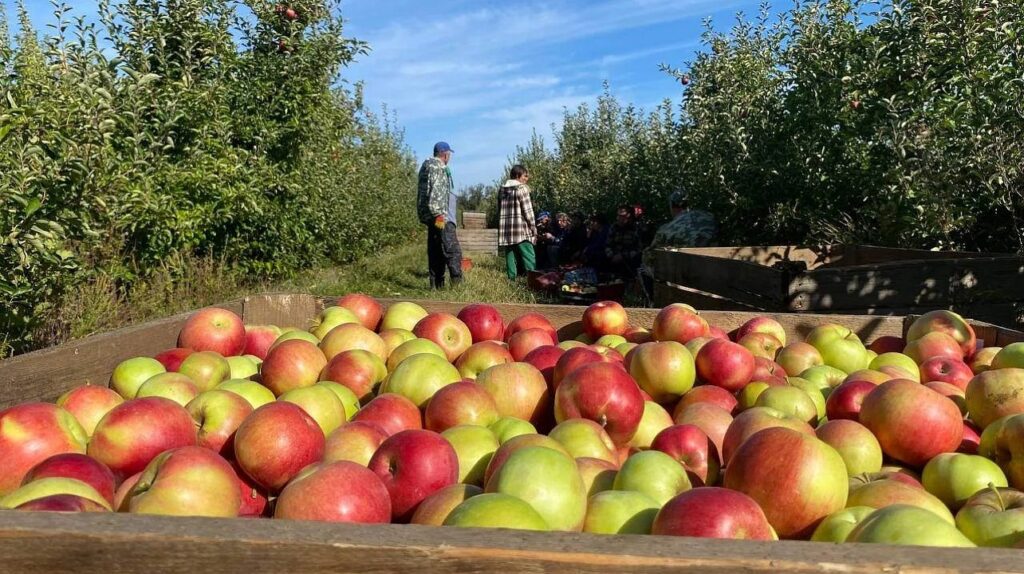 В Краснодаре собрали более 18 тысяч тонн овощей, фруктов и ягод