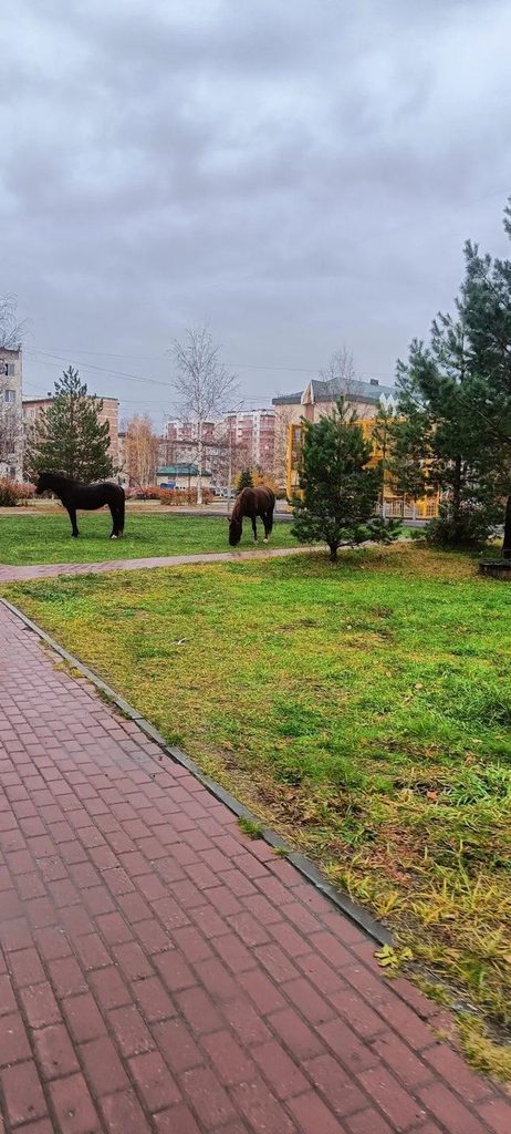 Рогатый произвол в Нефтеюганске: как мэрия бьется за улицы, пока силовики и надзор разводят руками — фото 3