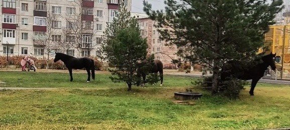 Рогатый произвол в Нефтеюганске: как мэрия бьется за улицы, пока силовики и надзор разводят руками