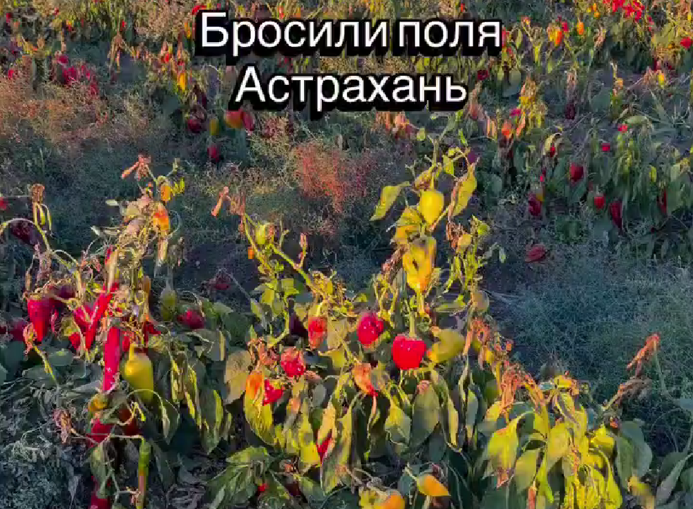 Астраханский парадокс: собрали рекордные полтора миллиона тонн овощей, а перец гниет на брошенных кустах
