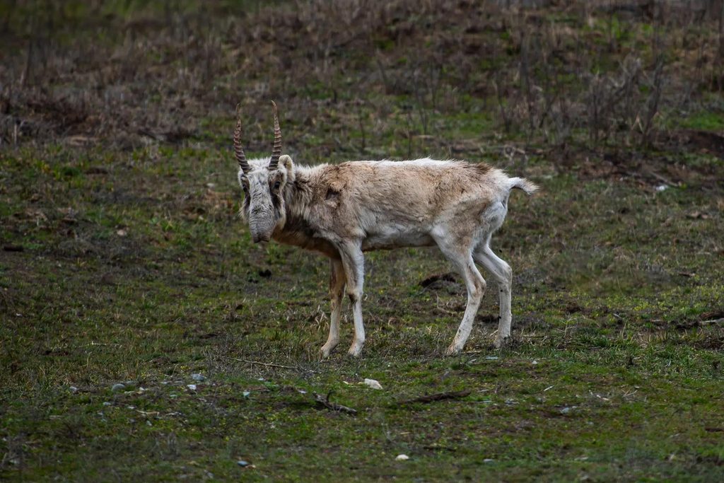 Степной кот, сайгак и корсак: кто живёт в астраханских степях — фото 1