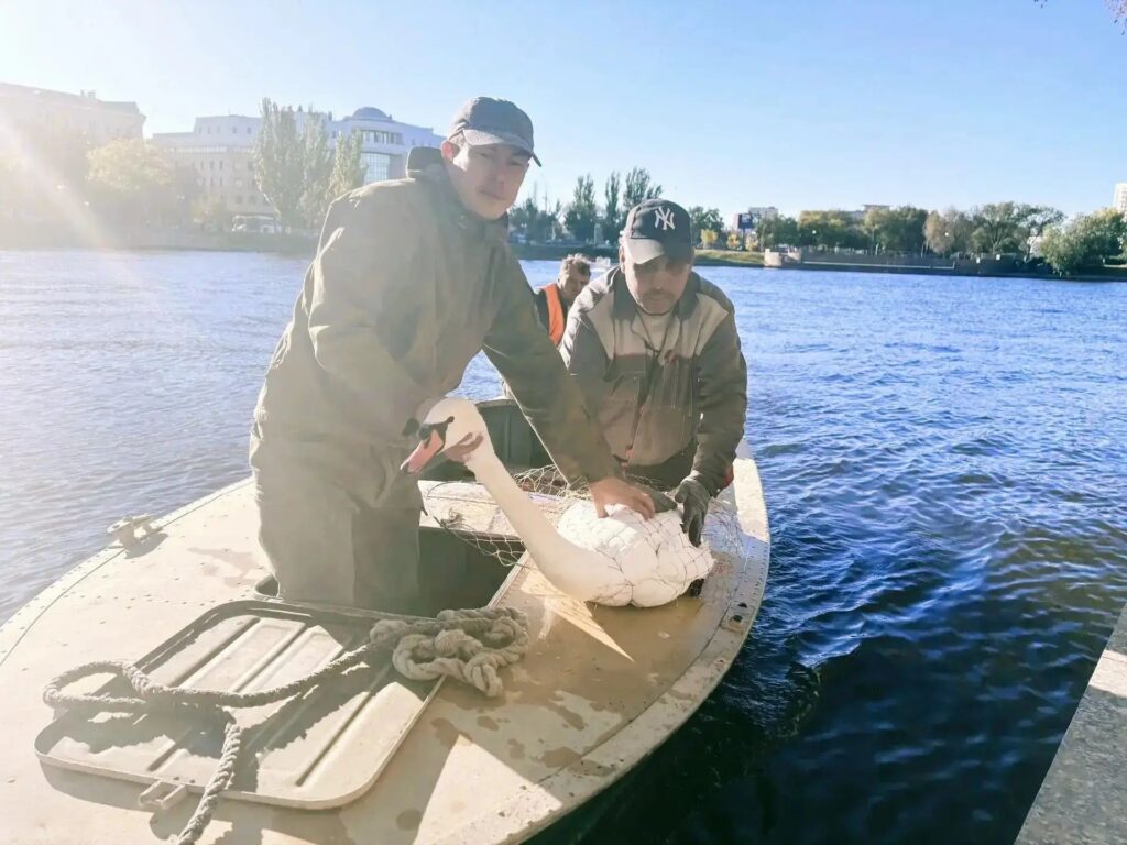 Обитатели  Лебединого озера уехали на зимовку