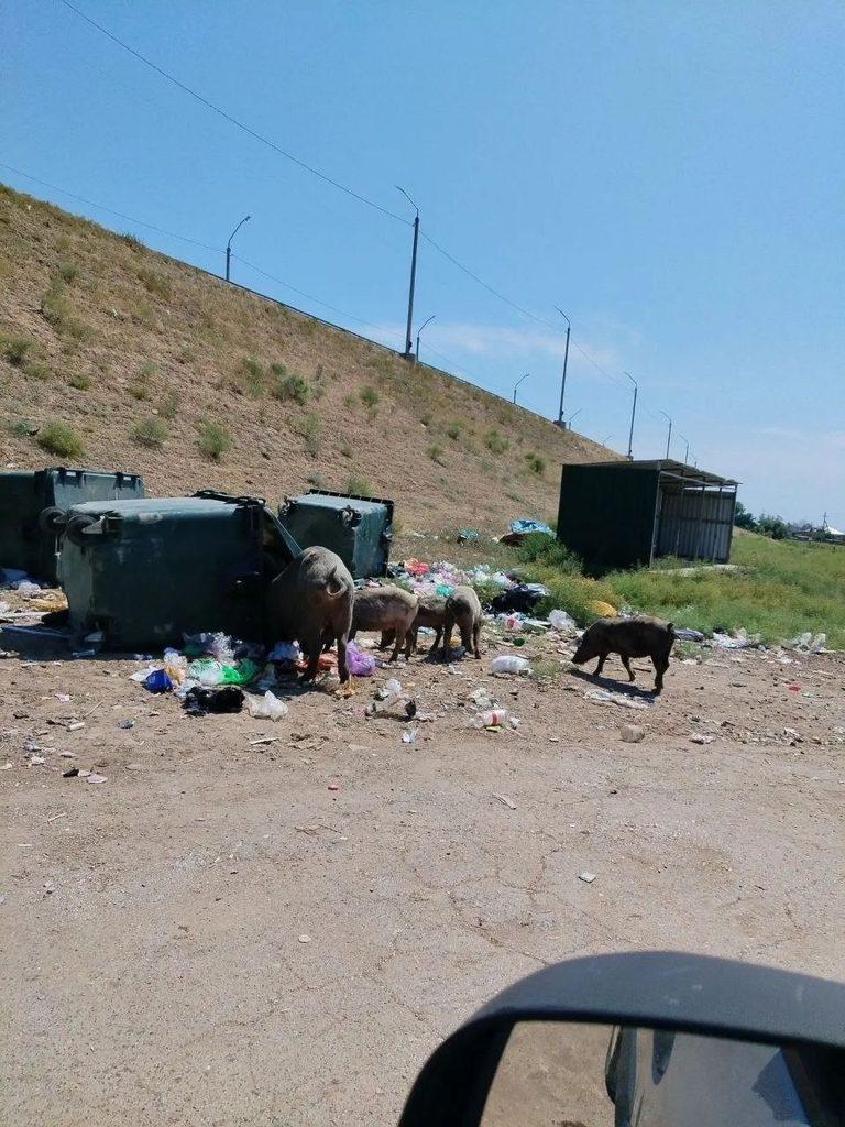 «Они плодятся и плодятся»: астраханское село атаковали беспризорные свиньи — фото 2