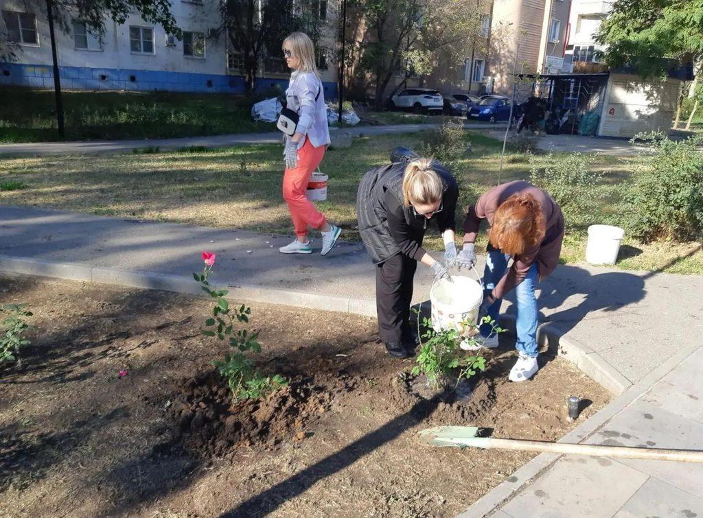 На бульваре Энергетиков в Астрахани высадили розы — фото 2