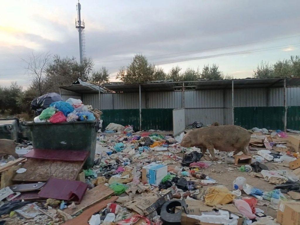 «Они плодятся и плодятся»: астраханское село атаковали беспризорные свиньи — фото 3