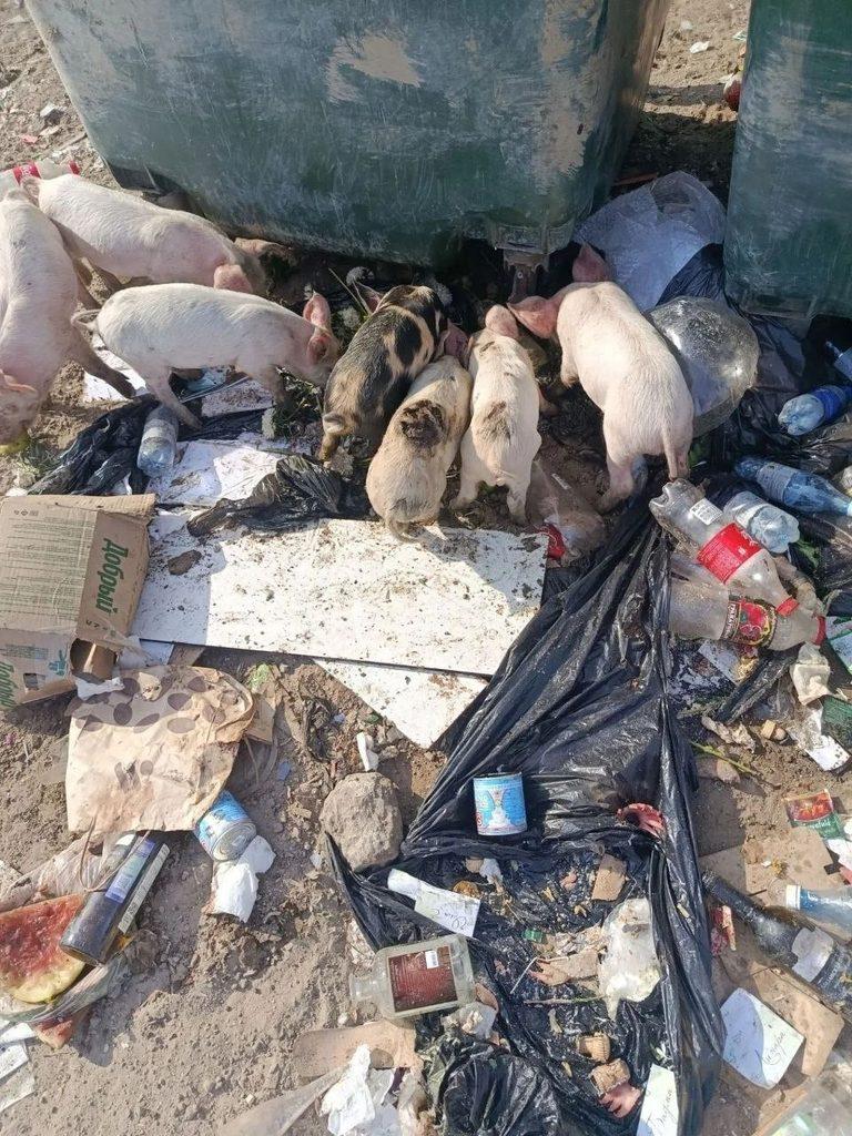 «Они плодятся и плодятся»: астраханское село атаковали беспризорные свиньи — фото 1
